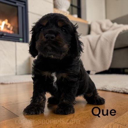 puppy, for, sale, Cocker Spaniel, Joe & Cherri  Overlease, dog, breeder, Miller, MO, dog-breeder, puppy-for-sale, forsale, nearby, find, puppyfind, locator, puppylocator, aca
